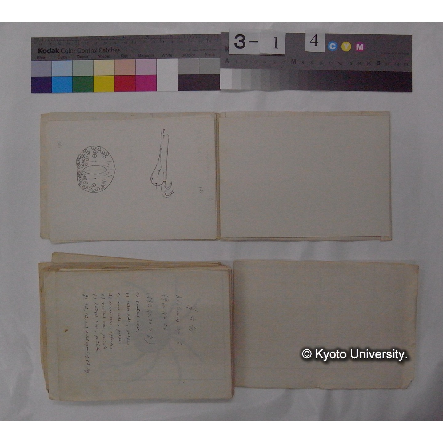 ミズダニ類標本スケッチ集 (12)