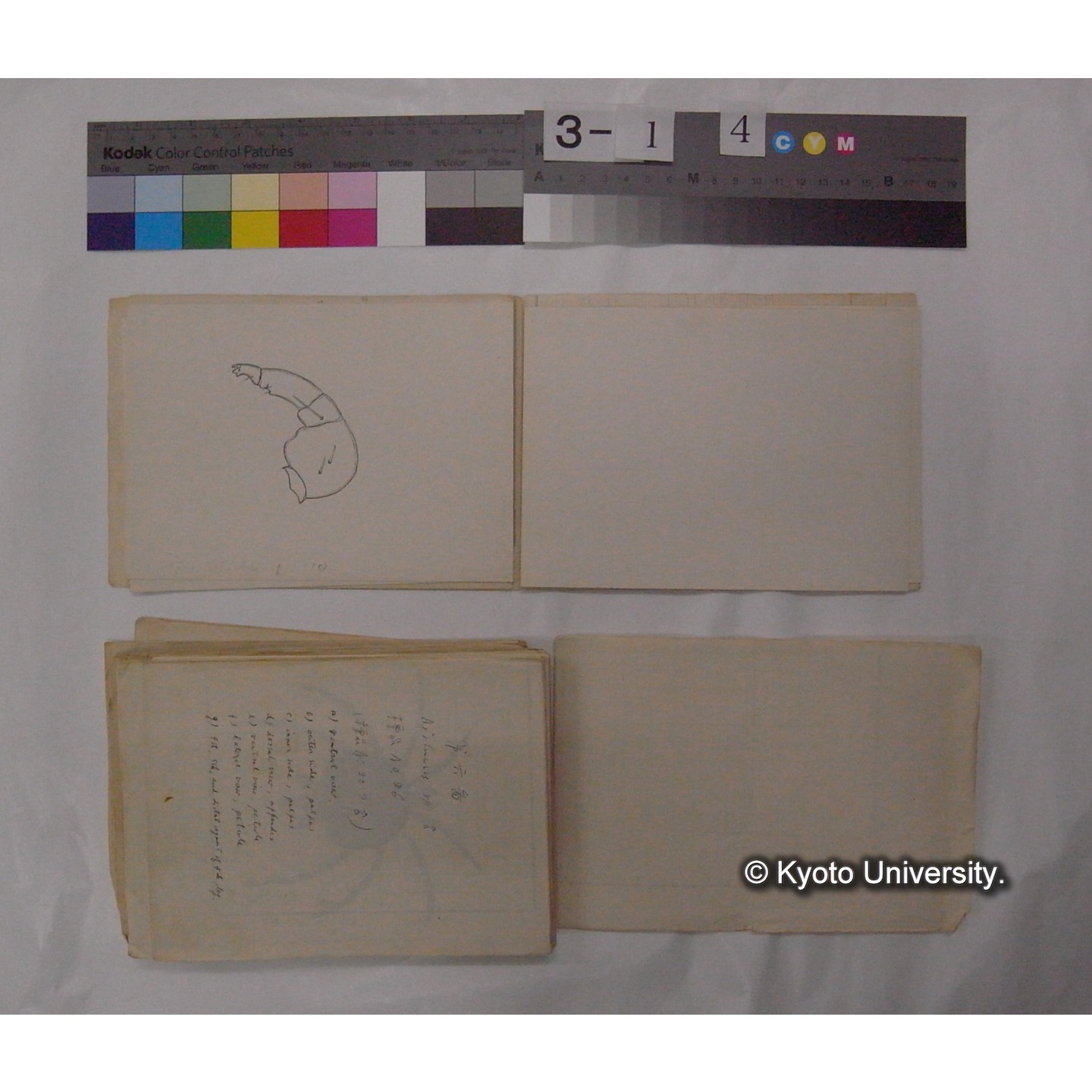 ミズダニ類標本スケッチ集 (13)