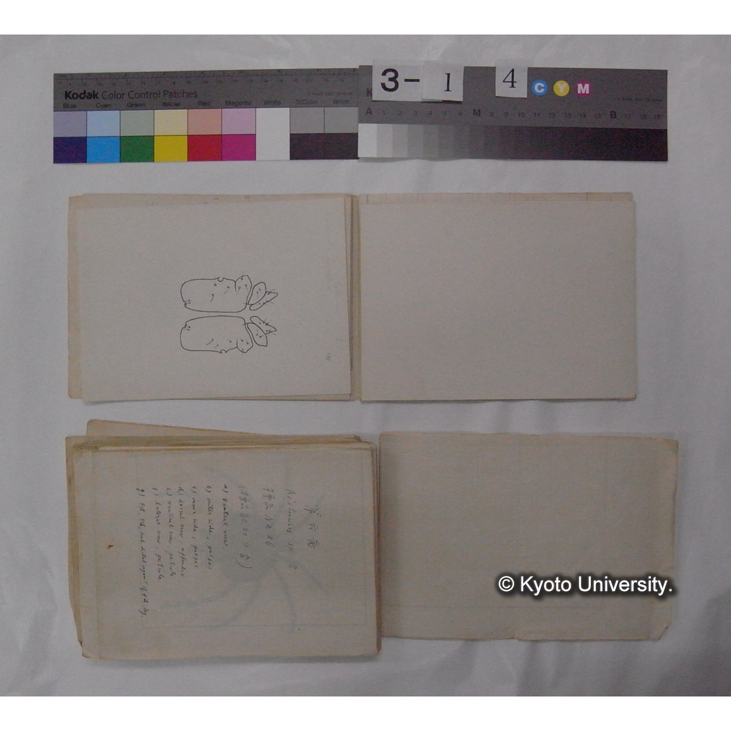 ミズダニ類標本スケッチ集 (14)