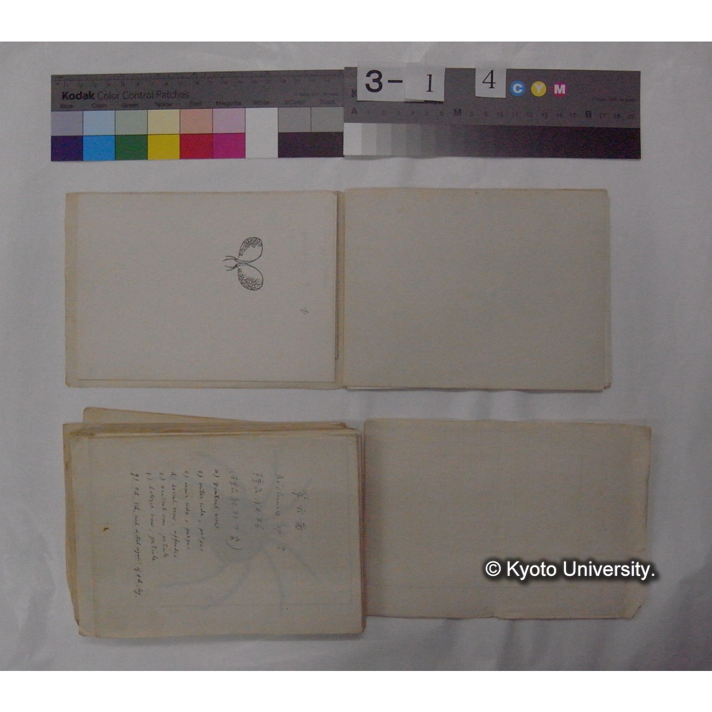 ミズダニ類標本スケッチ集 (16)