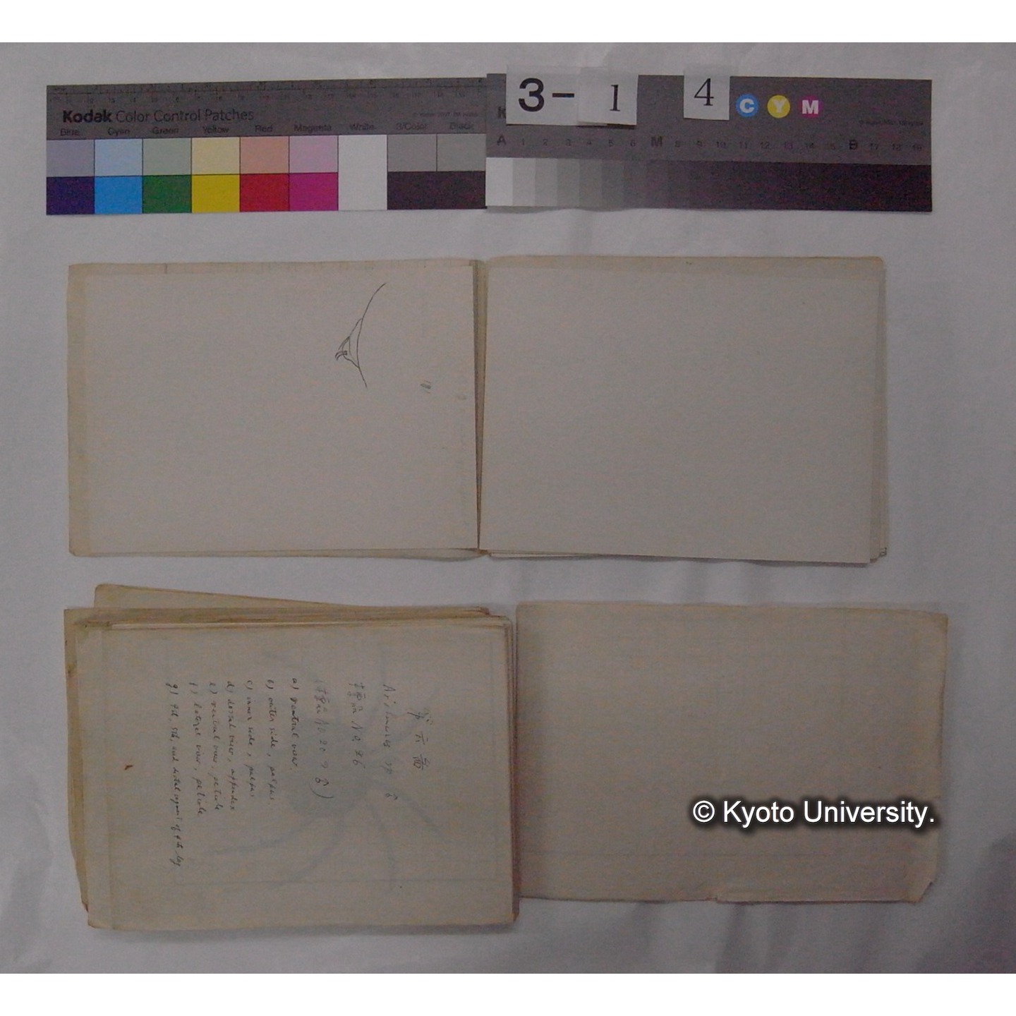 ミズダニ類標本スケッチ集 (17)