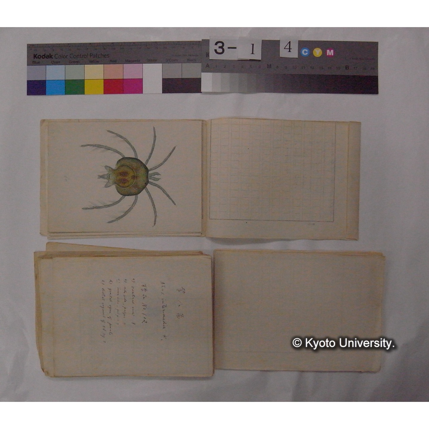 ミズダニ類標本スケッチ集 (20)