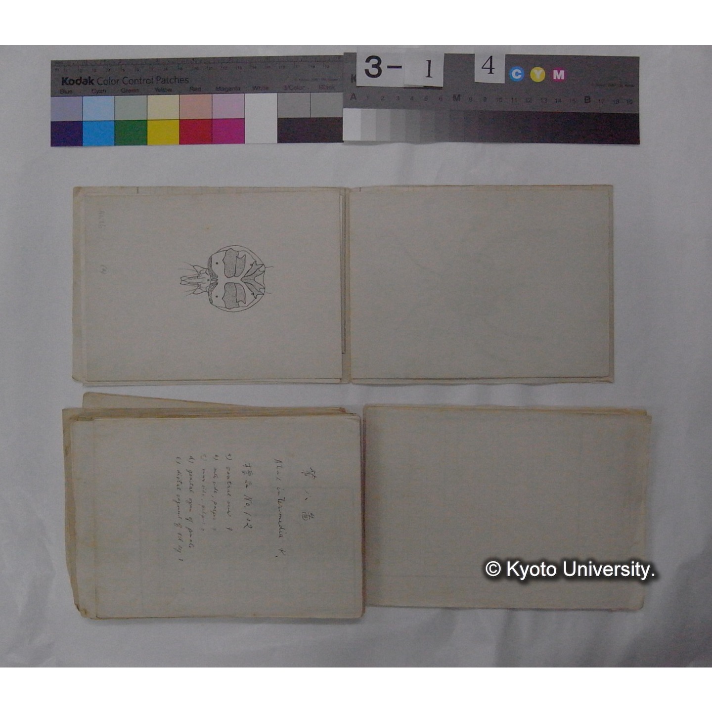 ミズダニ類標本スケッチ集 (21)