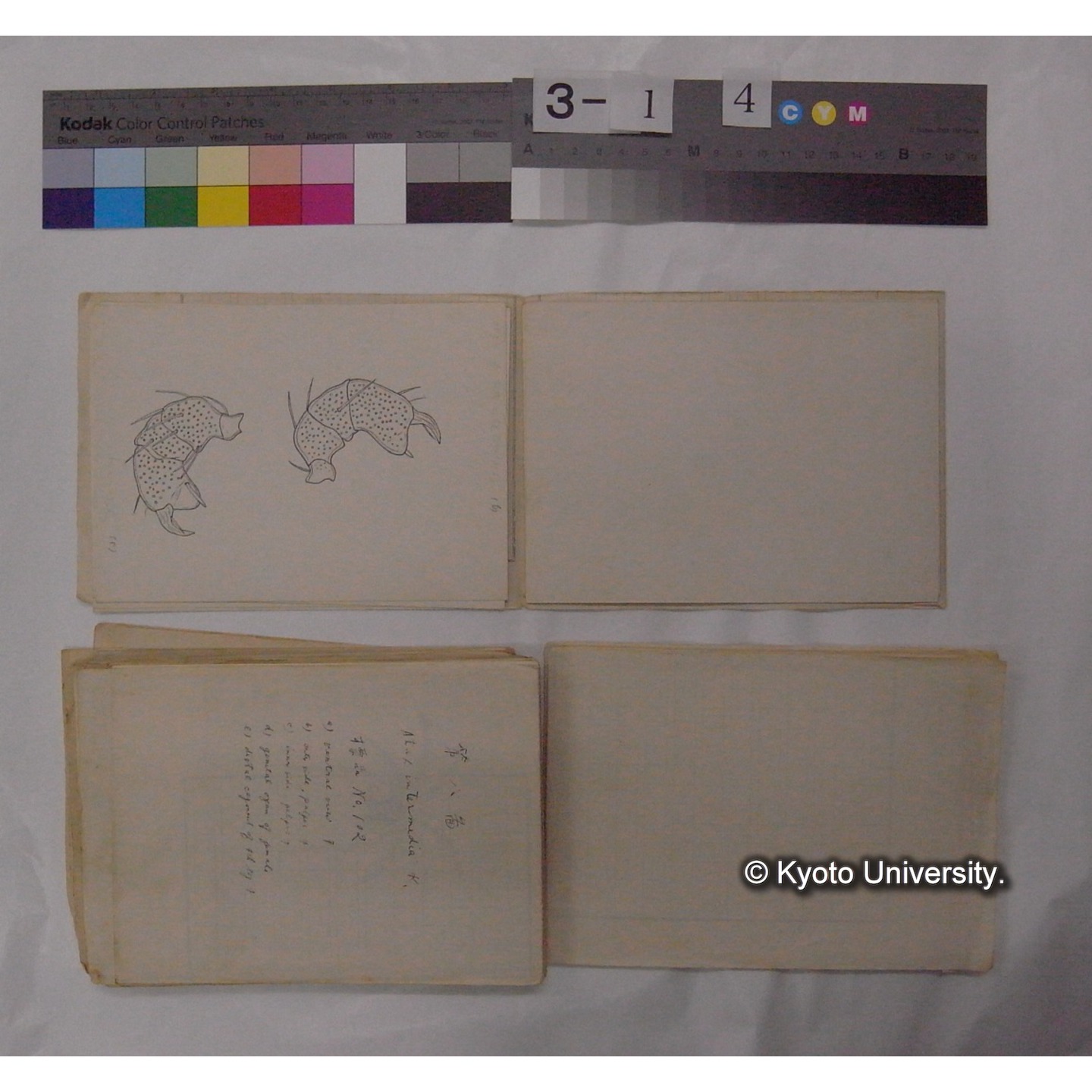 ミズダニ類標本スケッチ集 (22)