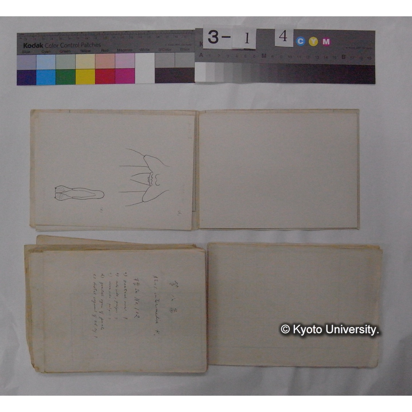 ミズダニ類標本スケッチ集 (23)