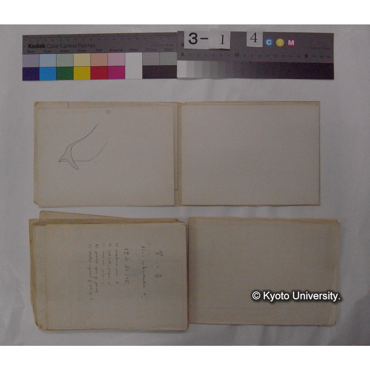 ミズダニ類標本スケッチ集 (24)