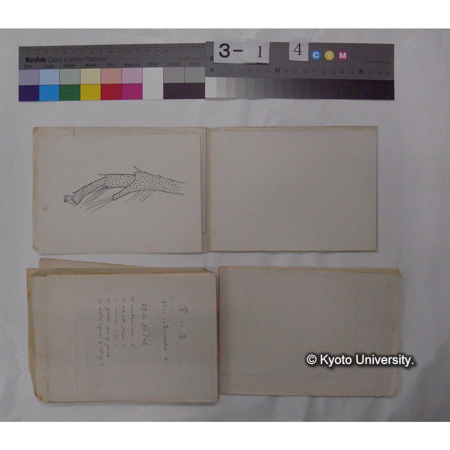 ミズダニ類標本スケッチ集 (25)