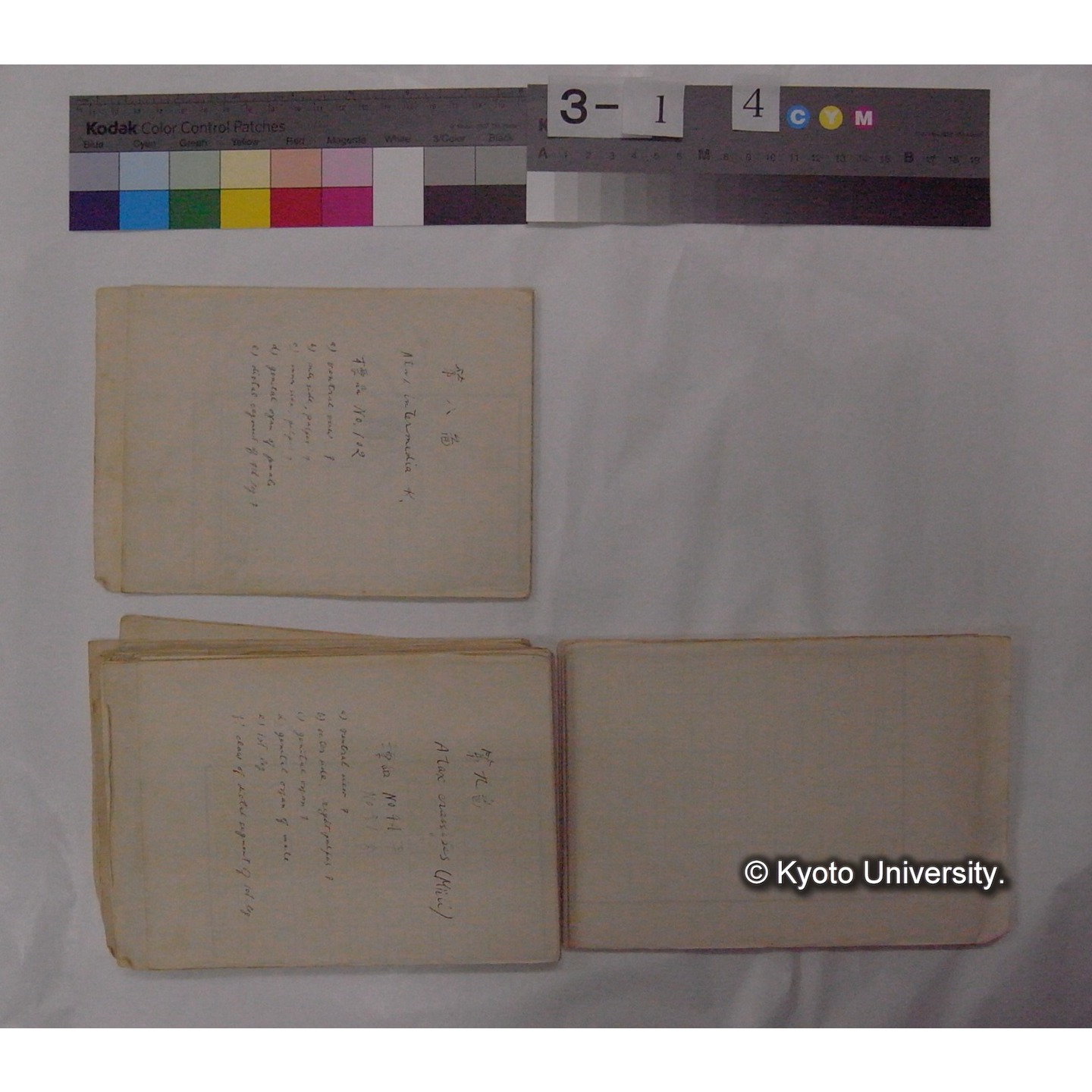 ミズダニ類標本スケッチ集 (27)