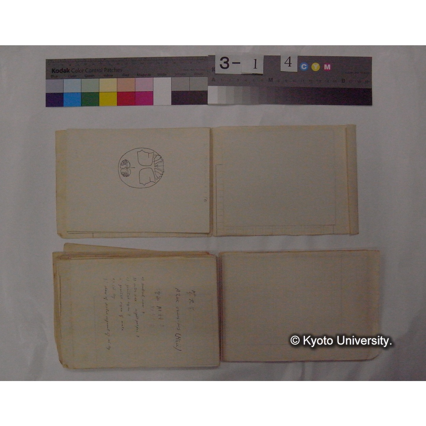 ミズダニ類標本スケッチ集 (29)