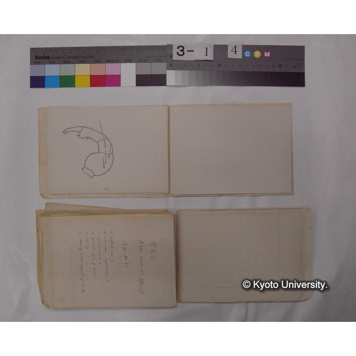 ミズダニ類標本スケッチ集 (30)