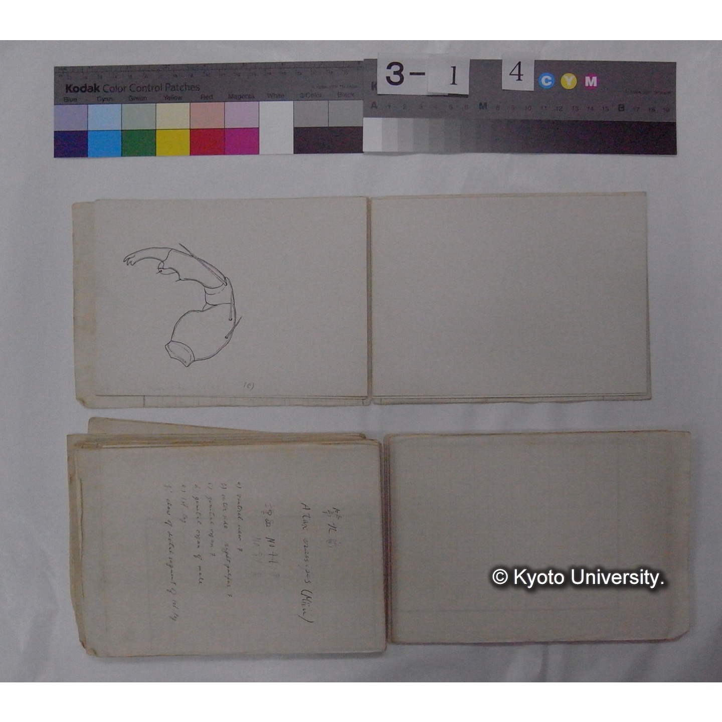 ミズダニ類標本スケッチ集 (31)