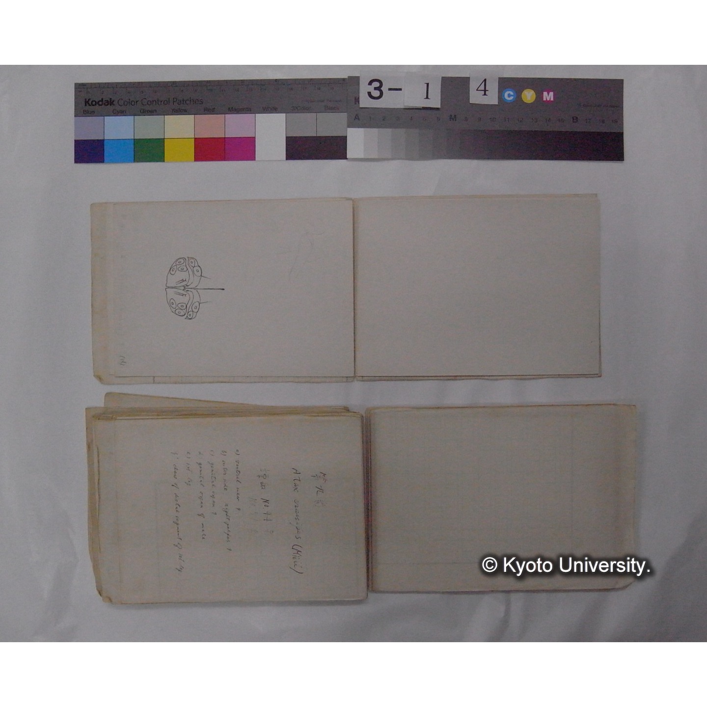 ミズダニ類標本スケッチ集 (32)