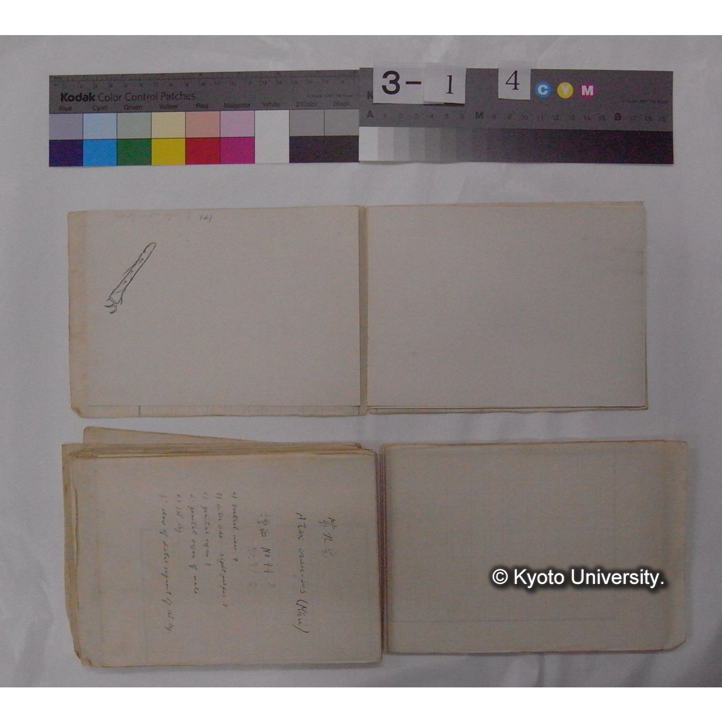 ミズダニ類標本スケッチ集 (33)