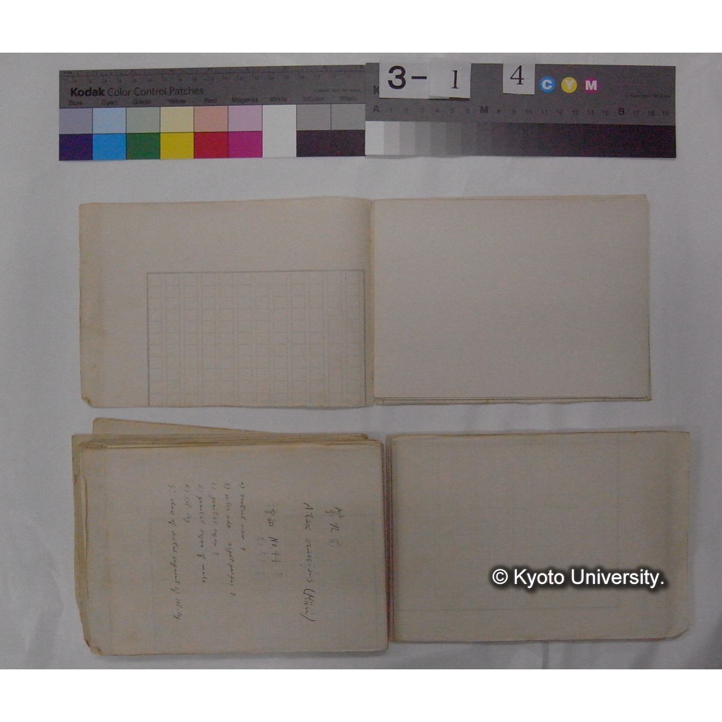 ミズダニ類標本スケッチ集 (34)