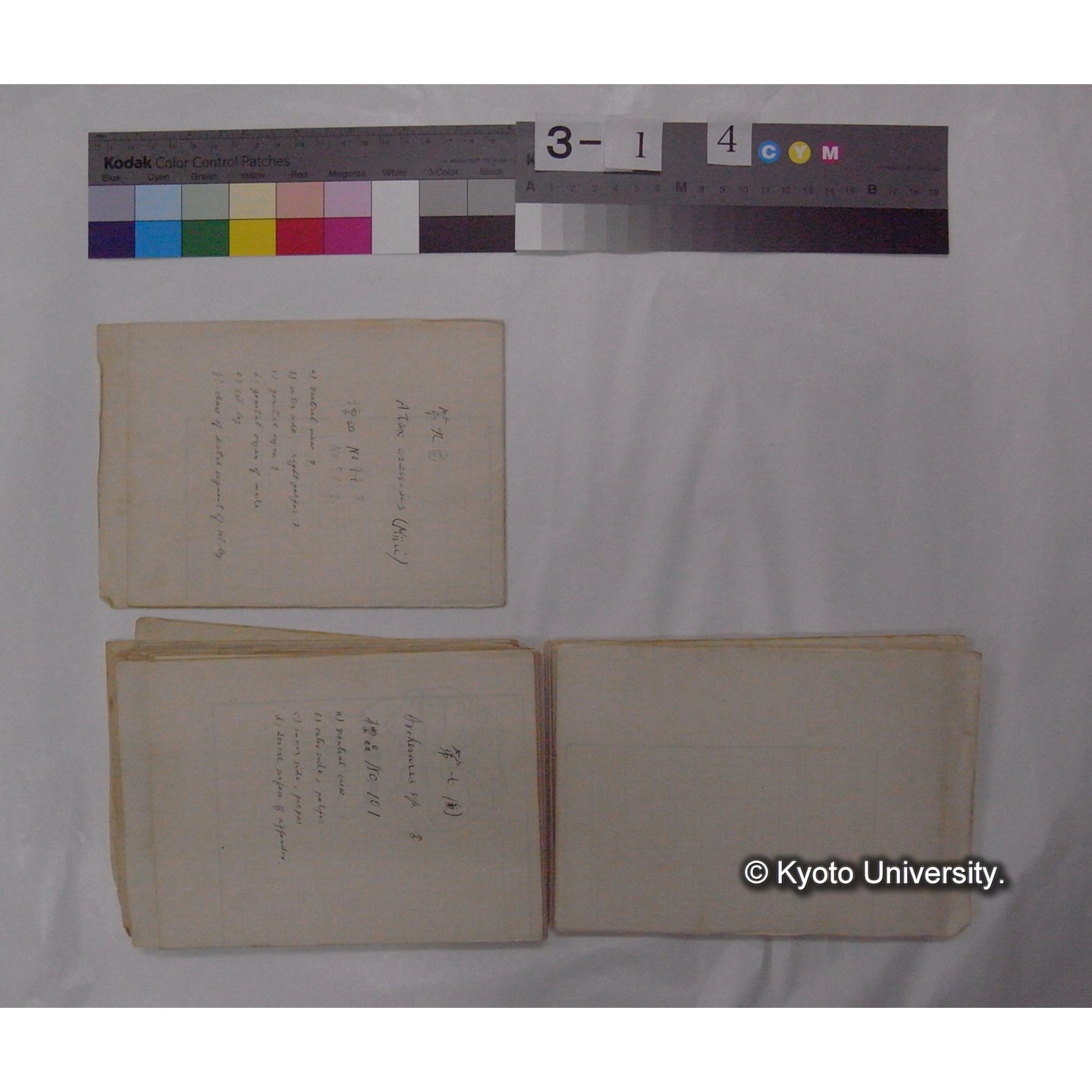 ミズダニ類標本スケッチ集 (35)