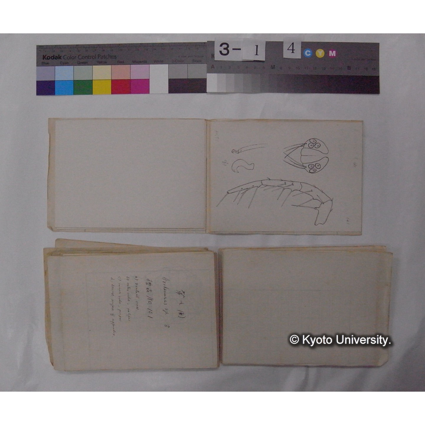 ミズダニ類標本スケッチ集 (37)