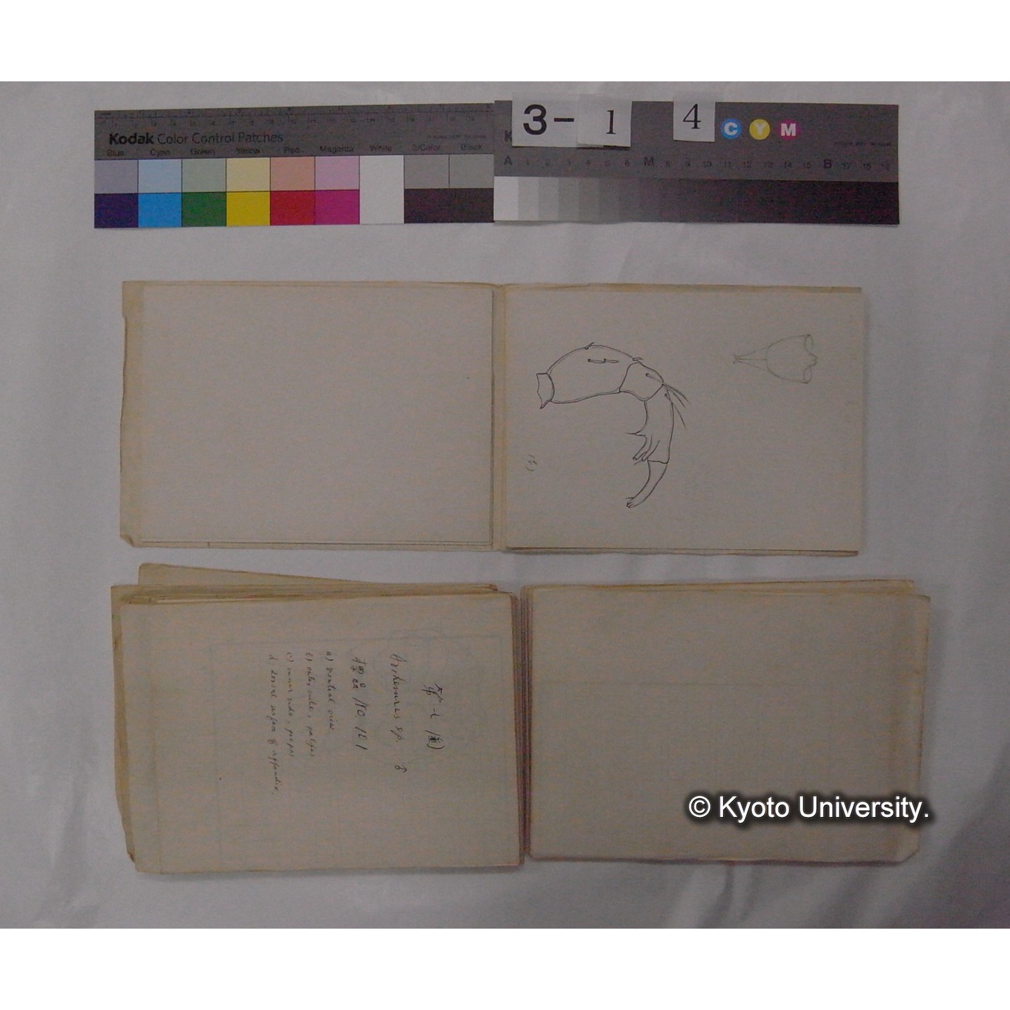 ミズダニ類標本スケッチ集 (38)