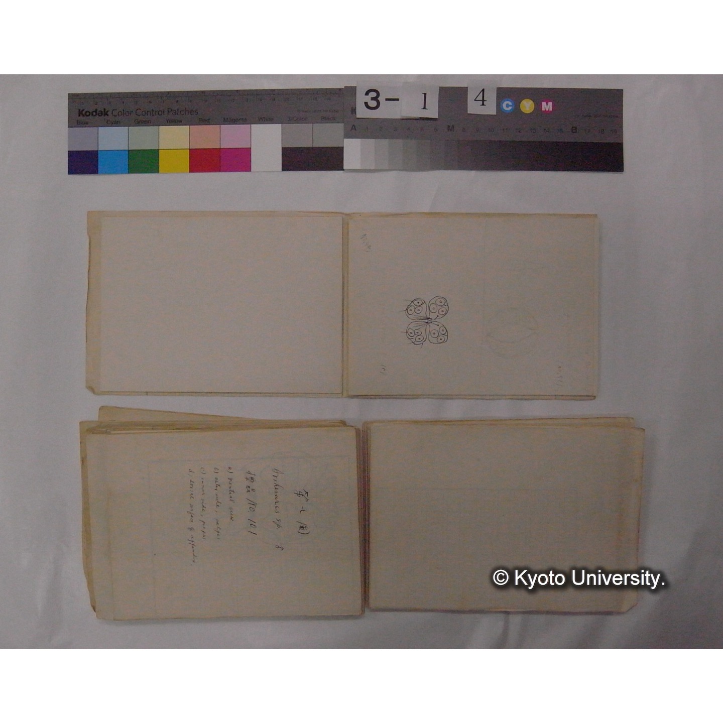 ミズダニ類標本スケッチ集 (39)