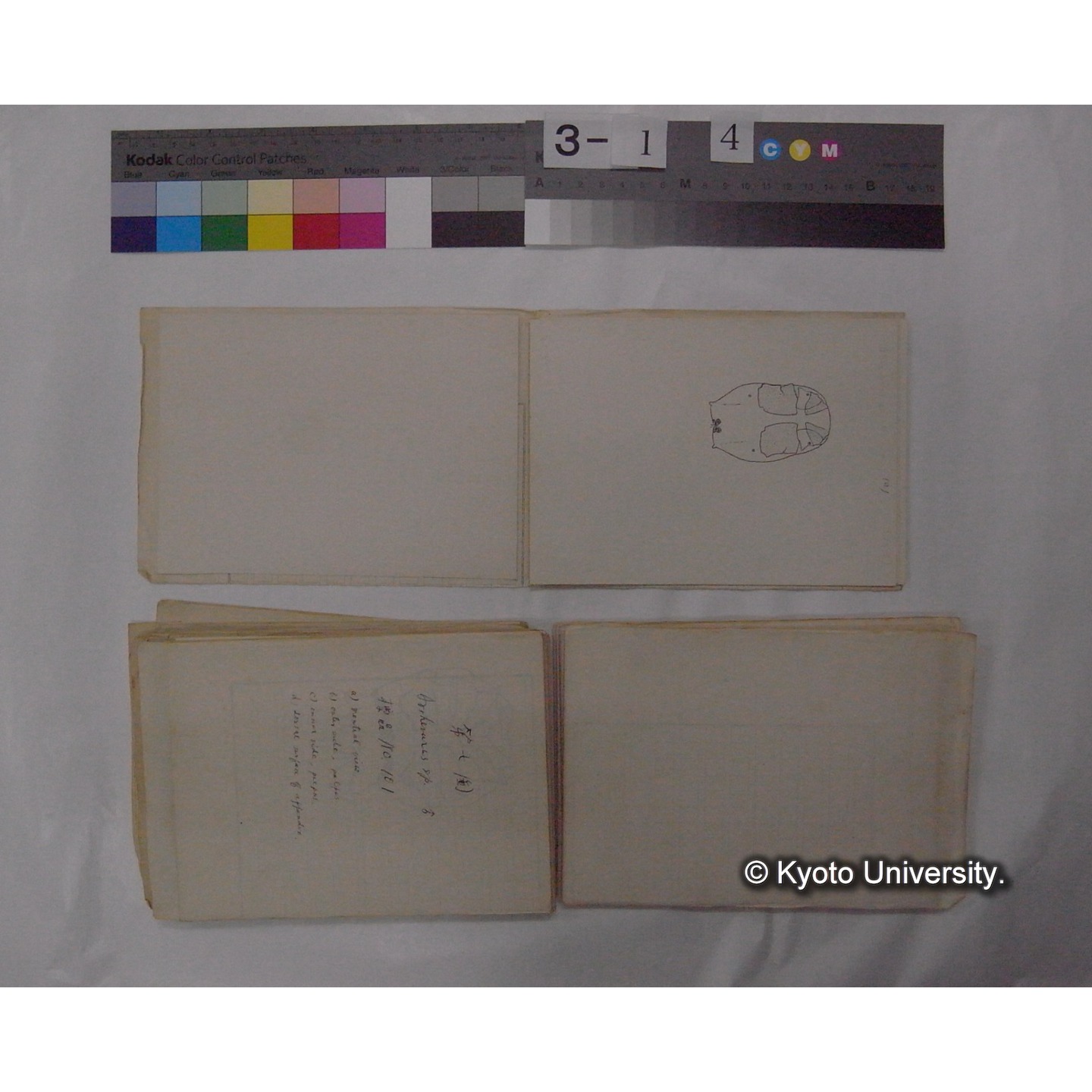 ミズダニ類標本スケッチ集 (40)