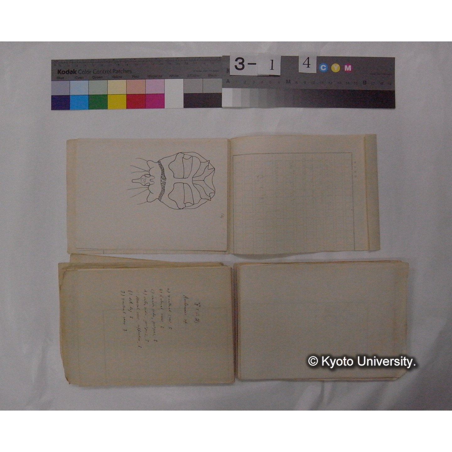 ミズダニ類標本スケッチ集 (43)