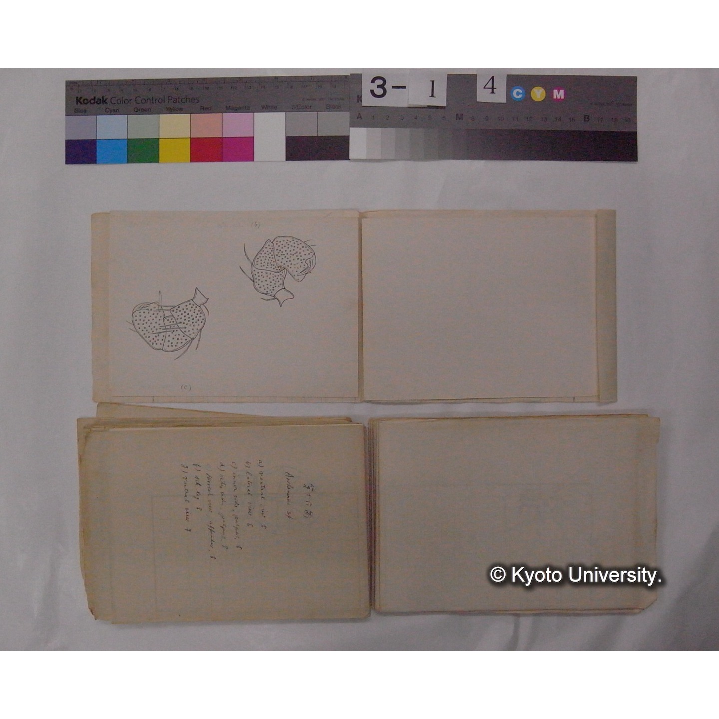 ミズダニ類標本スケッチ集 (44)