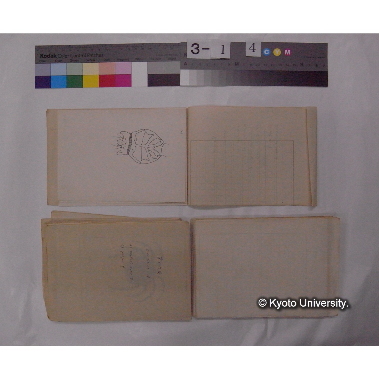 ミズダニ類標本スケッチ集 (48)