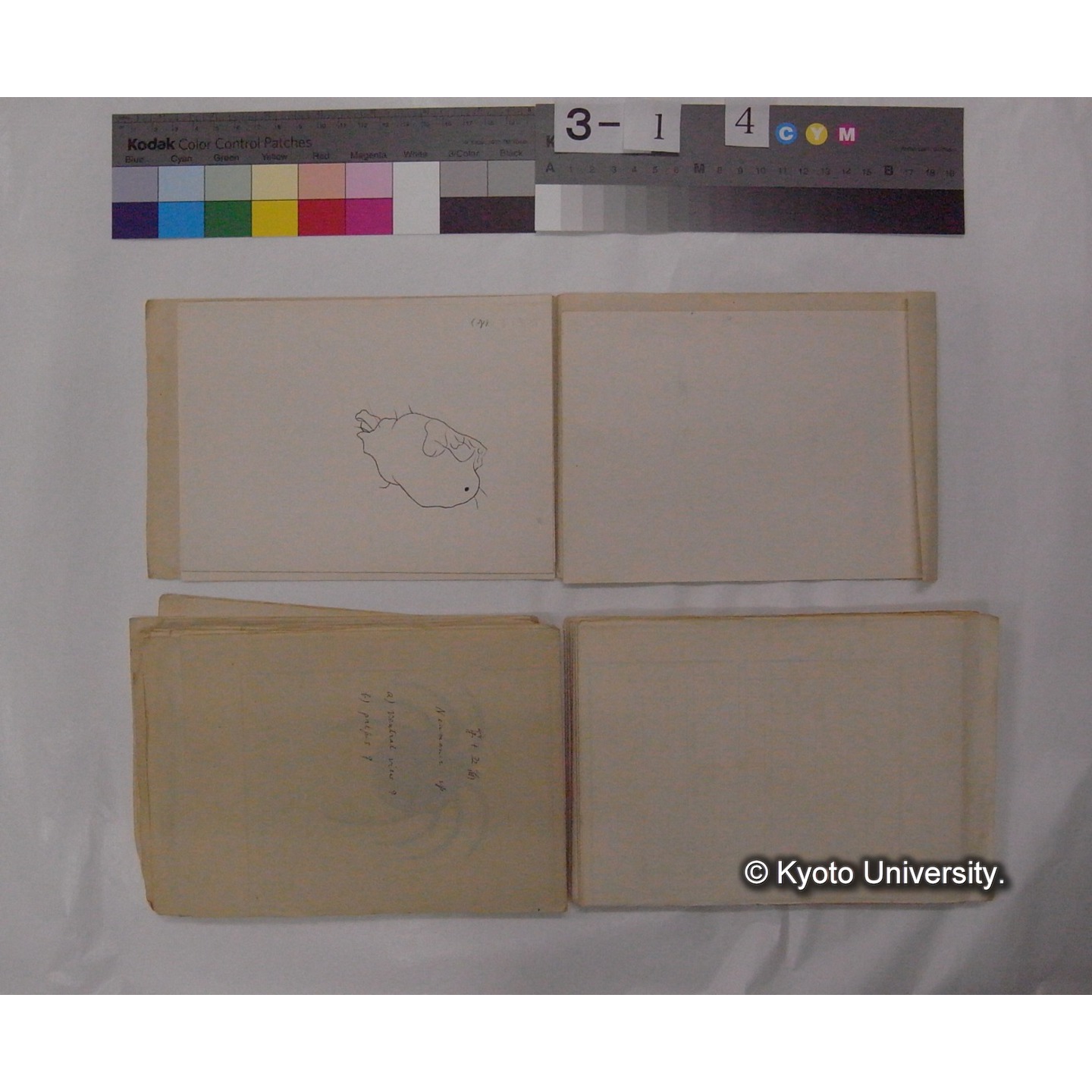 ミズダニ類標本スケッチ集 (49)