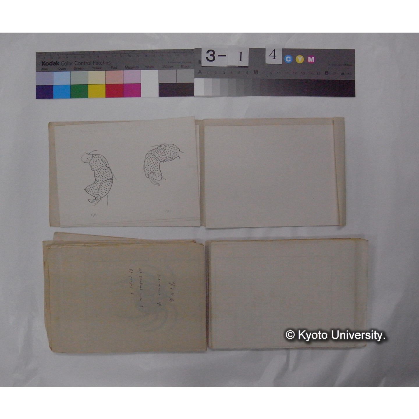 ミズダニ類標本スケッチ集 (50)