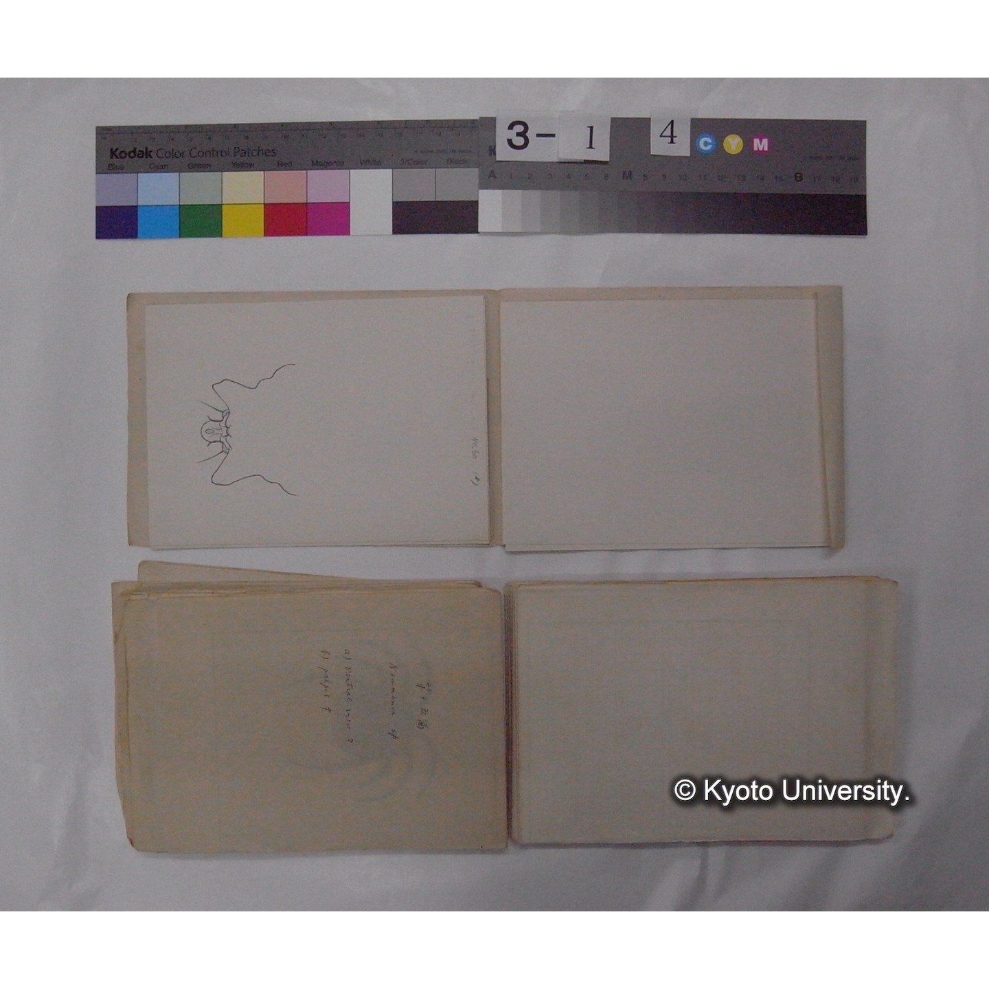 ミズダニ類標本スケッチ集 (51)