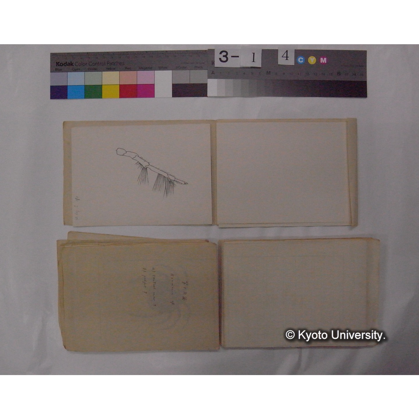 ミズダニ類標本スケッチ集 (52)