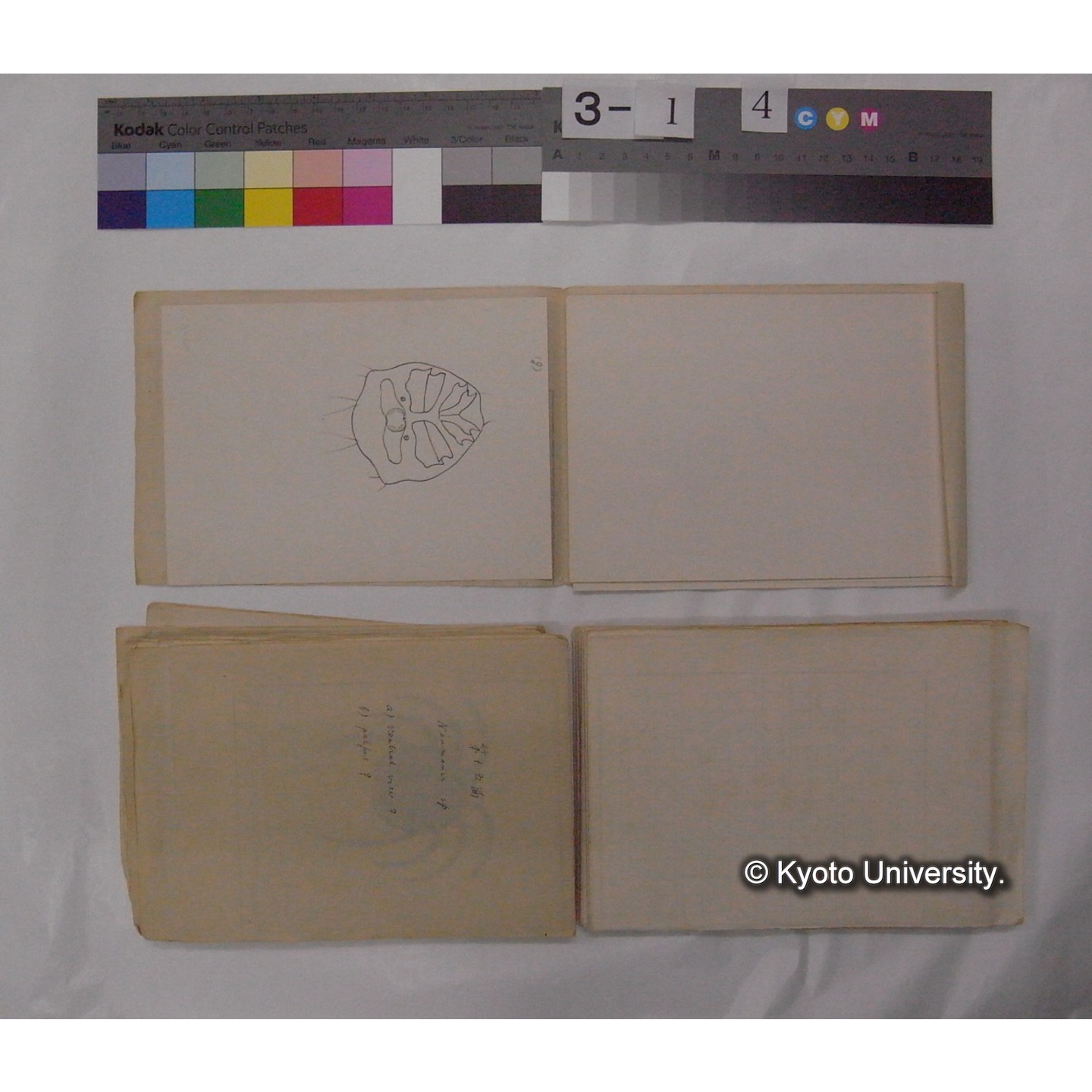 ミズダニ類標本スケッチ集 (53)