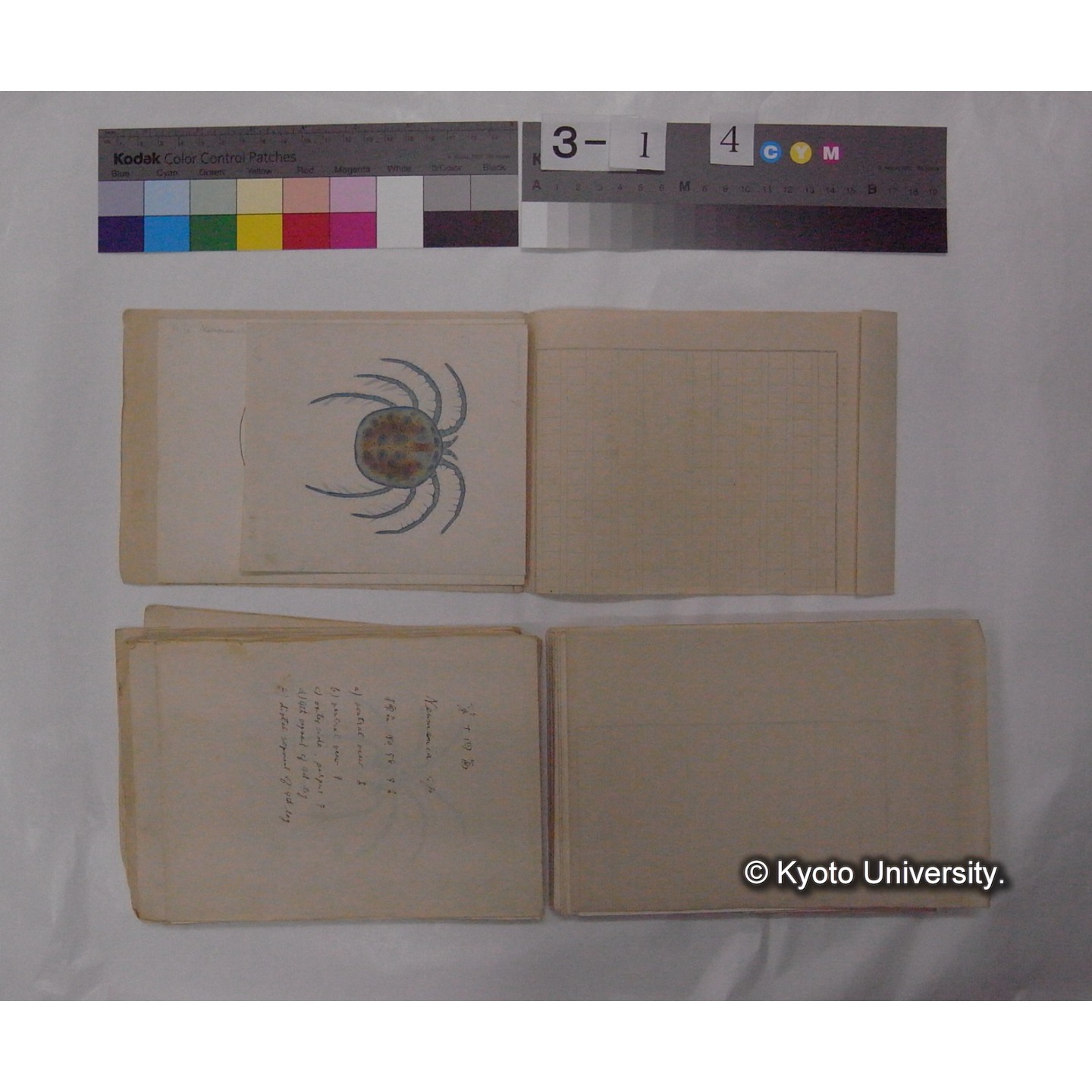 ミズダニ類標本スケッチ集 (56)