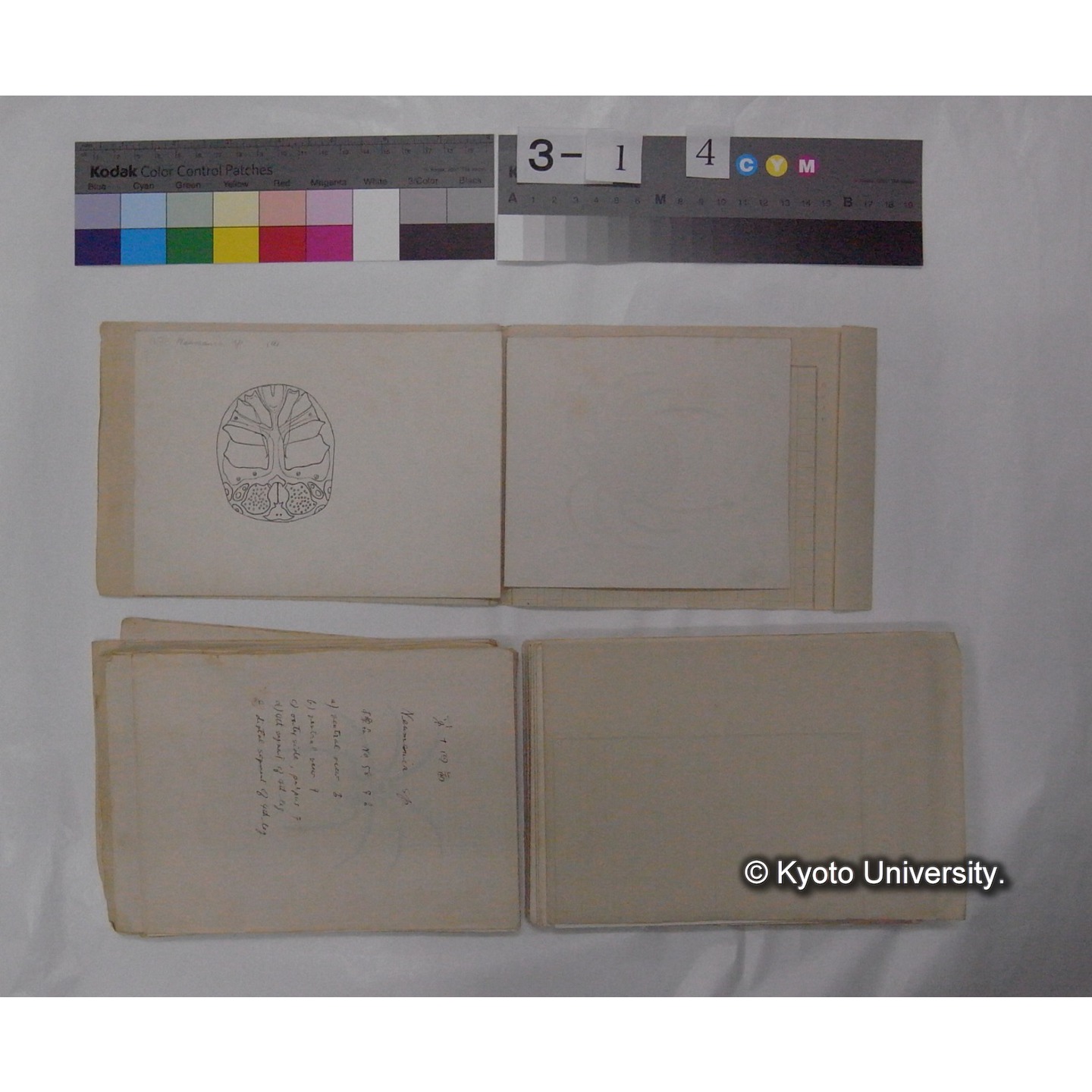 ミズダニ類標本スケッチ集 (57)