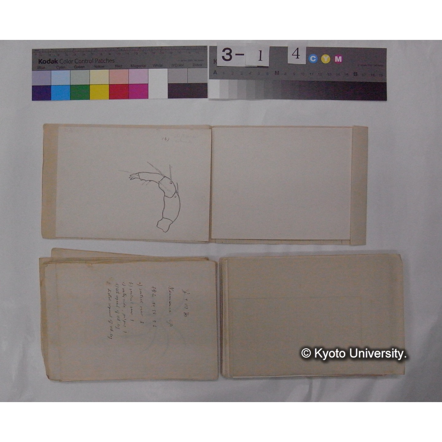 ミズダニ類標本スケッチ集 (58)