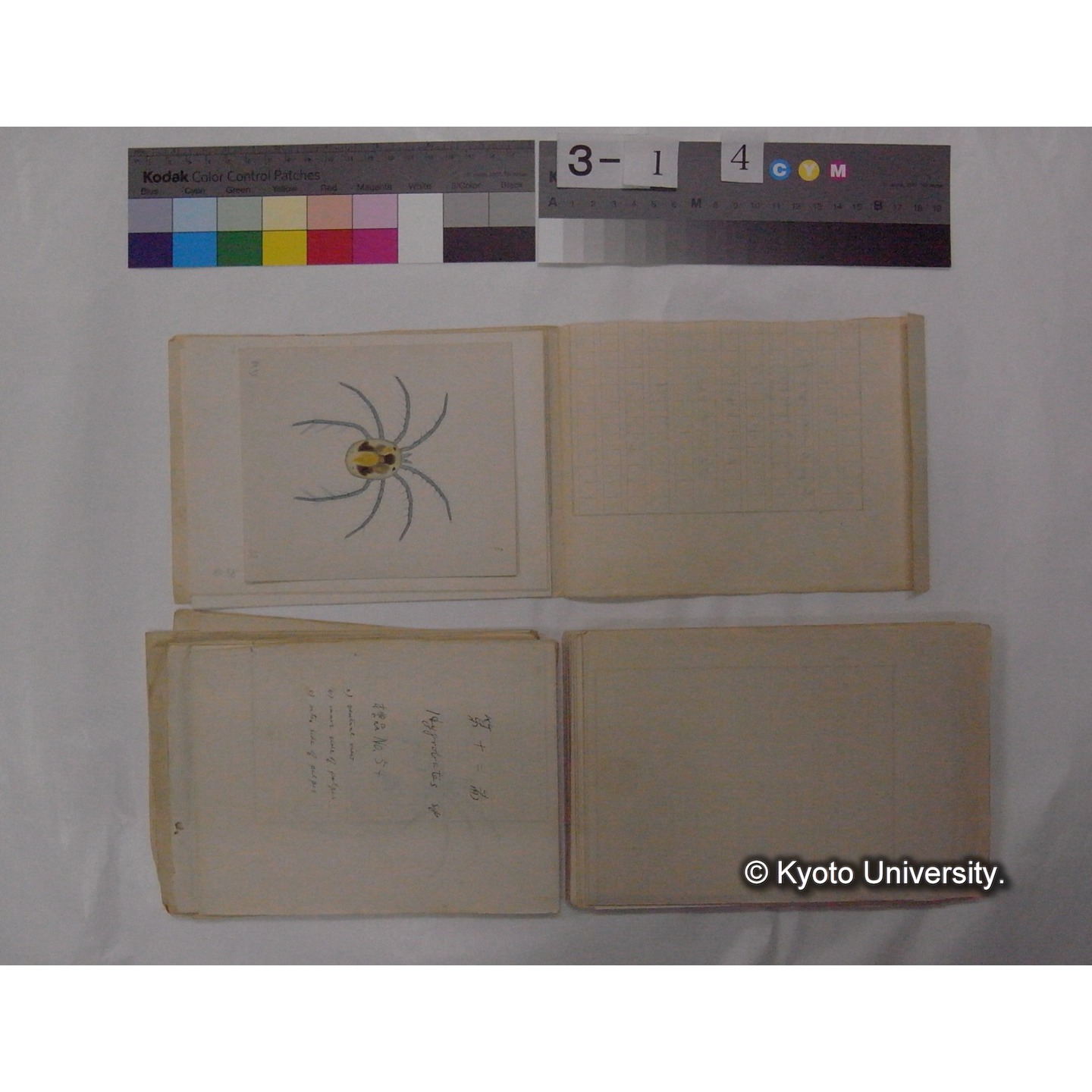 ミズダニ類標本スケッチ集 (61)