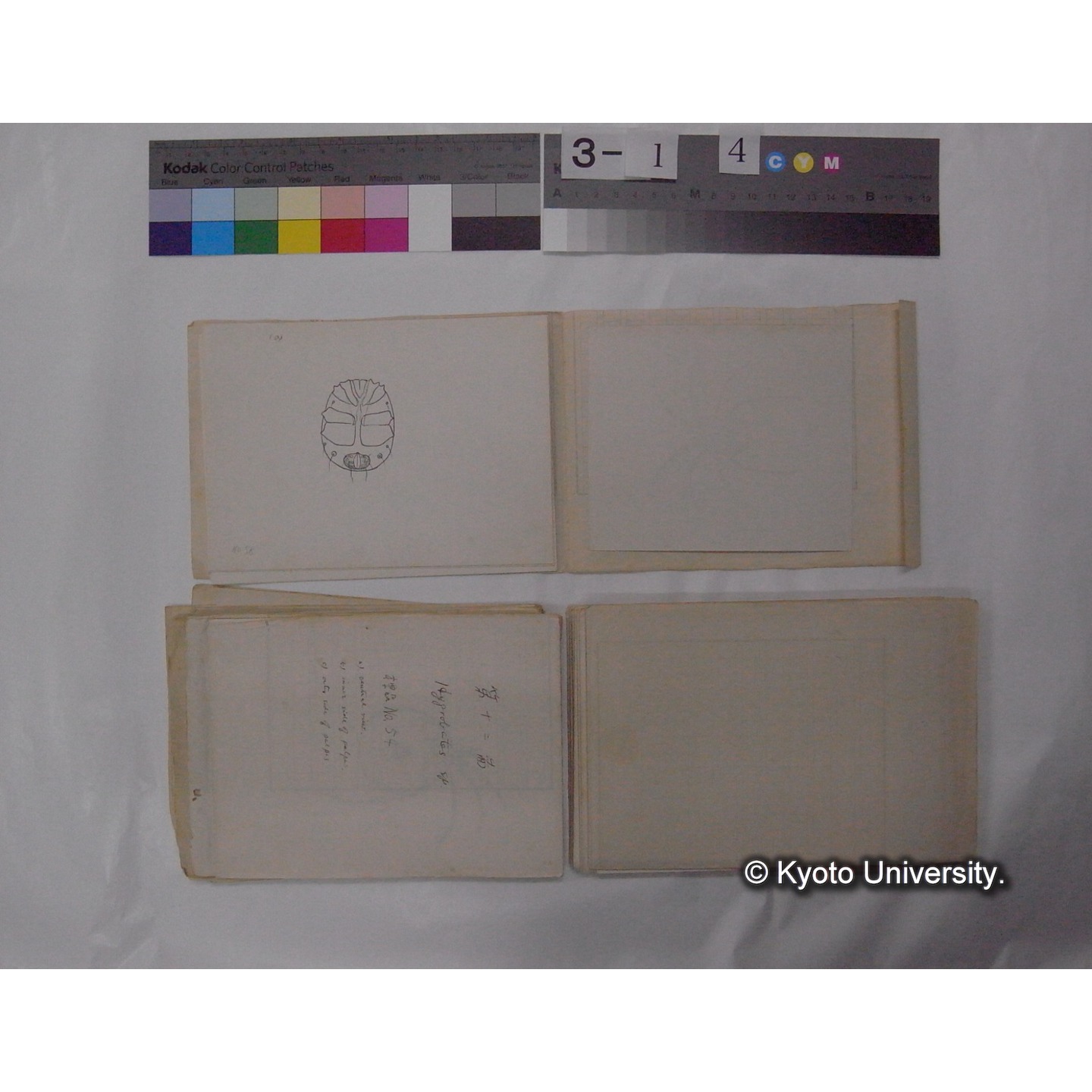 ミズダニ類標本スケッチ集 (62)