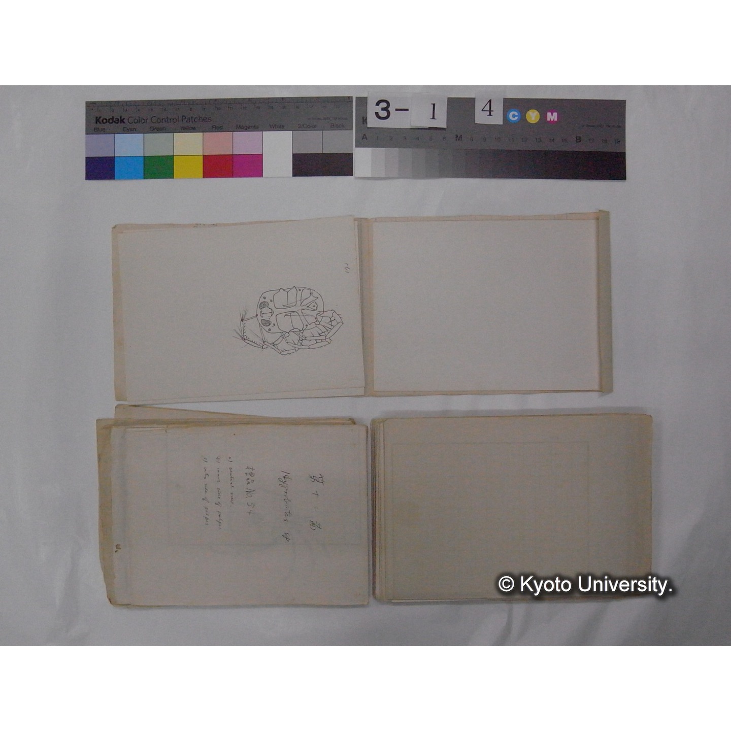 ミズダニ類標本スケッチ集 (63)