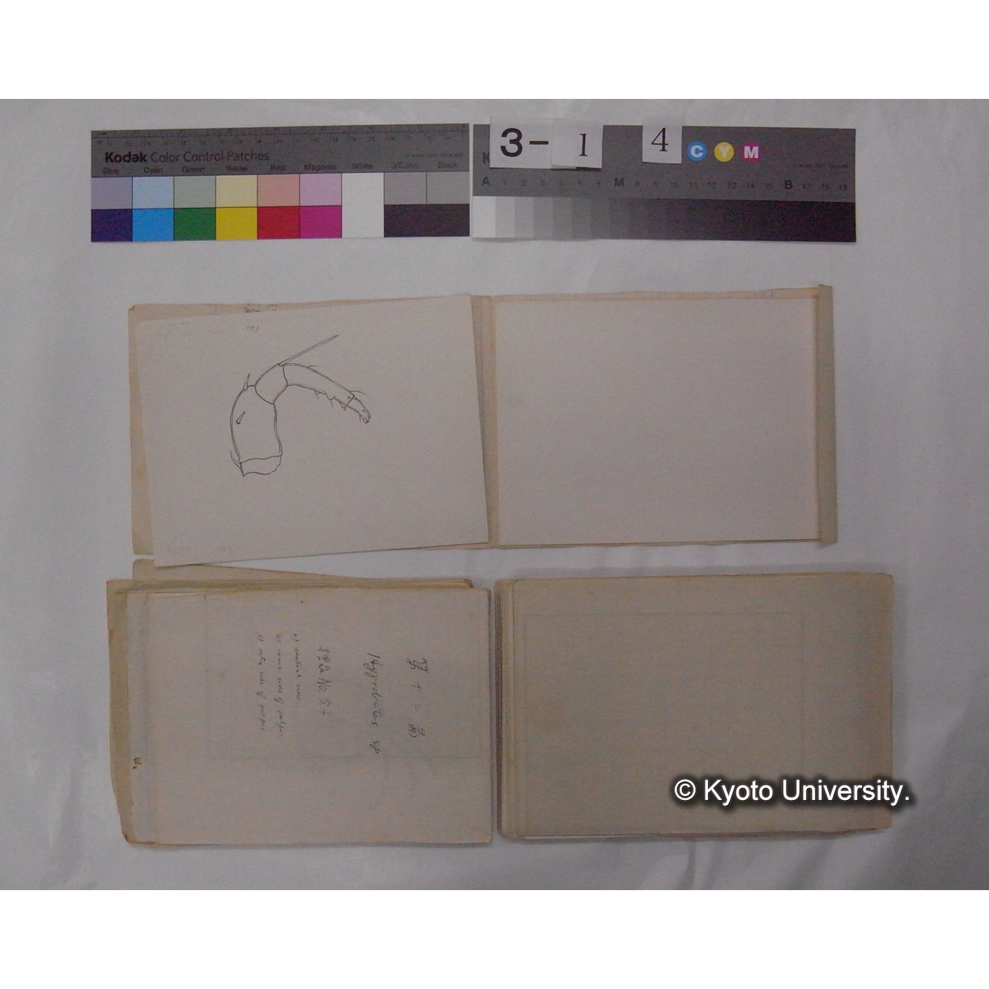 ミズダニ類標本スケッチ集 (64)