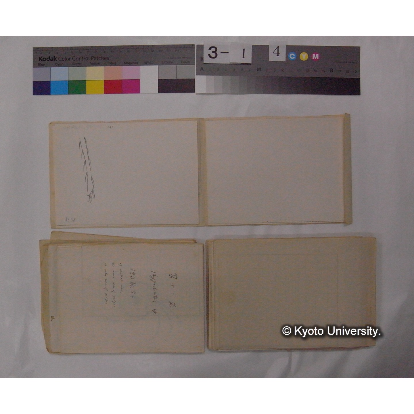 ミズダニ類標本スケッチ集 (65)