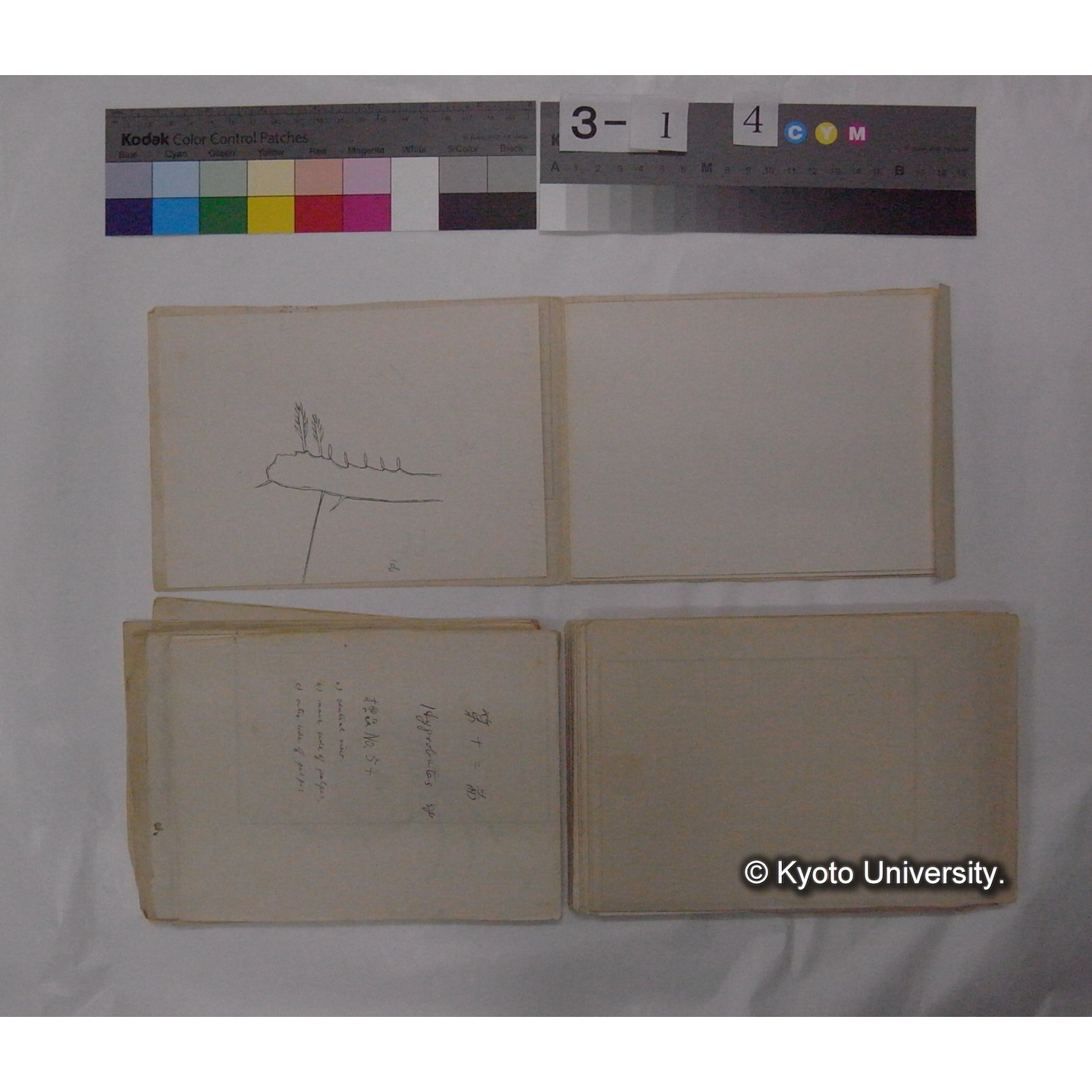 ミズダニ類標本スケッチ集 (66)