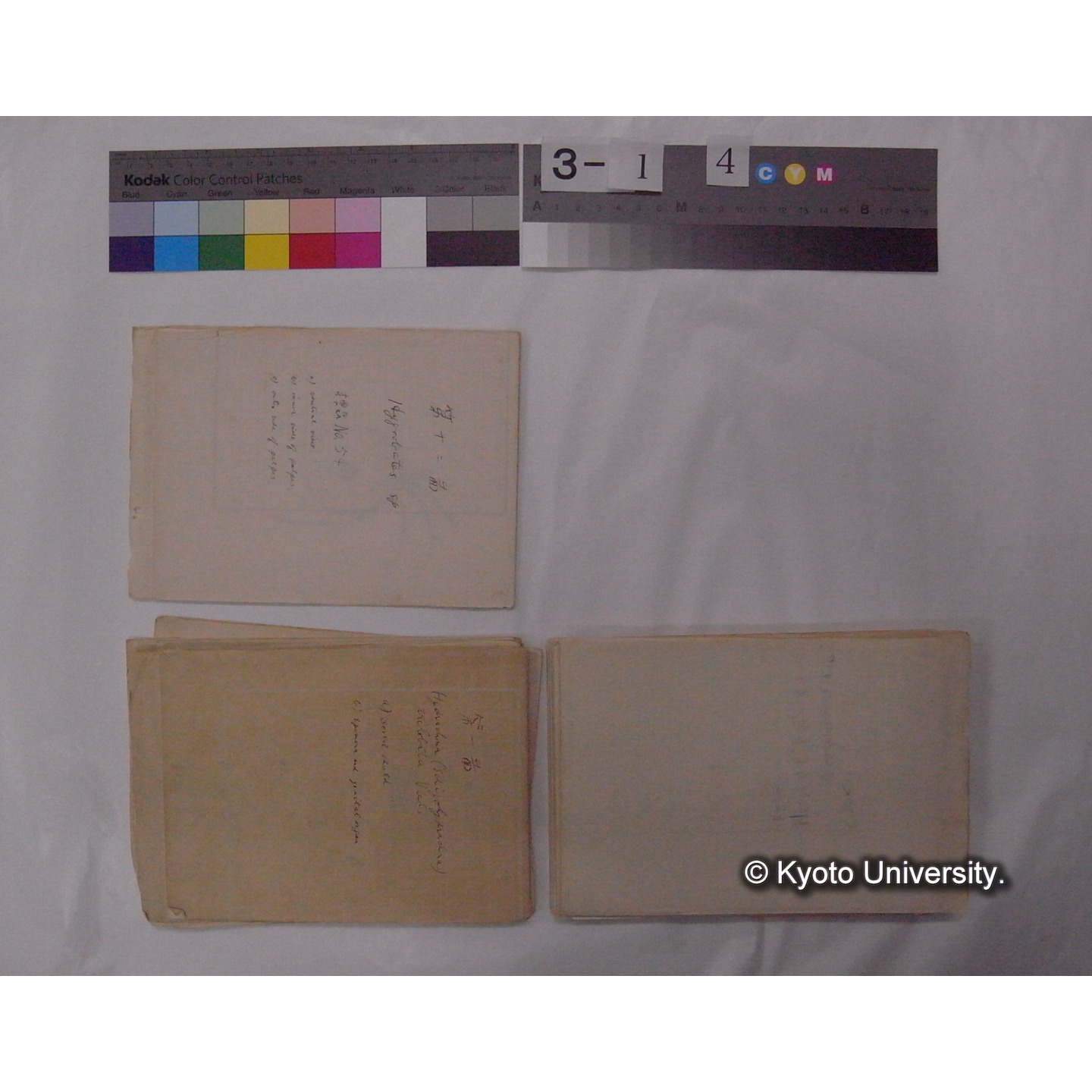 ミズダニ類標本スケッチ集 (68)