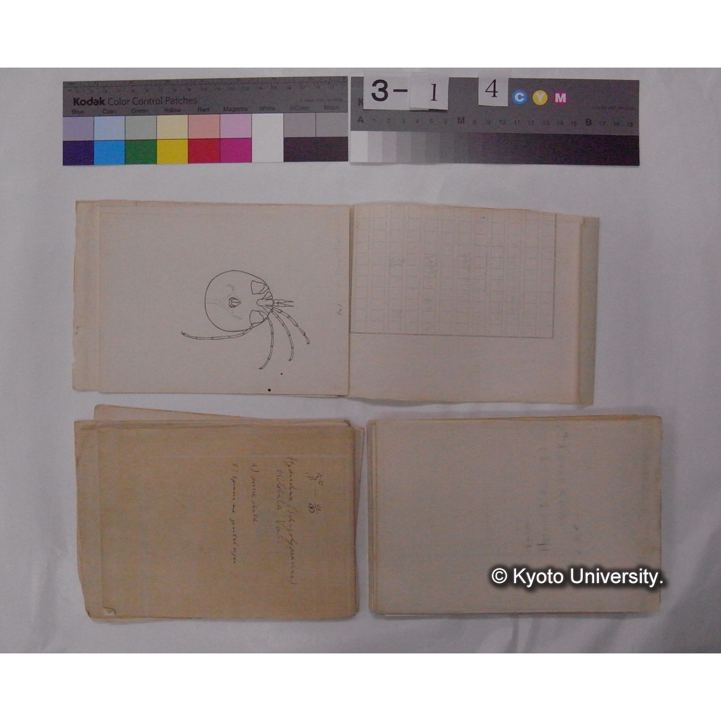 ミズダニ類標本スケッチ集 (69)