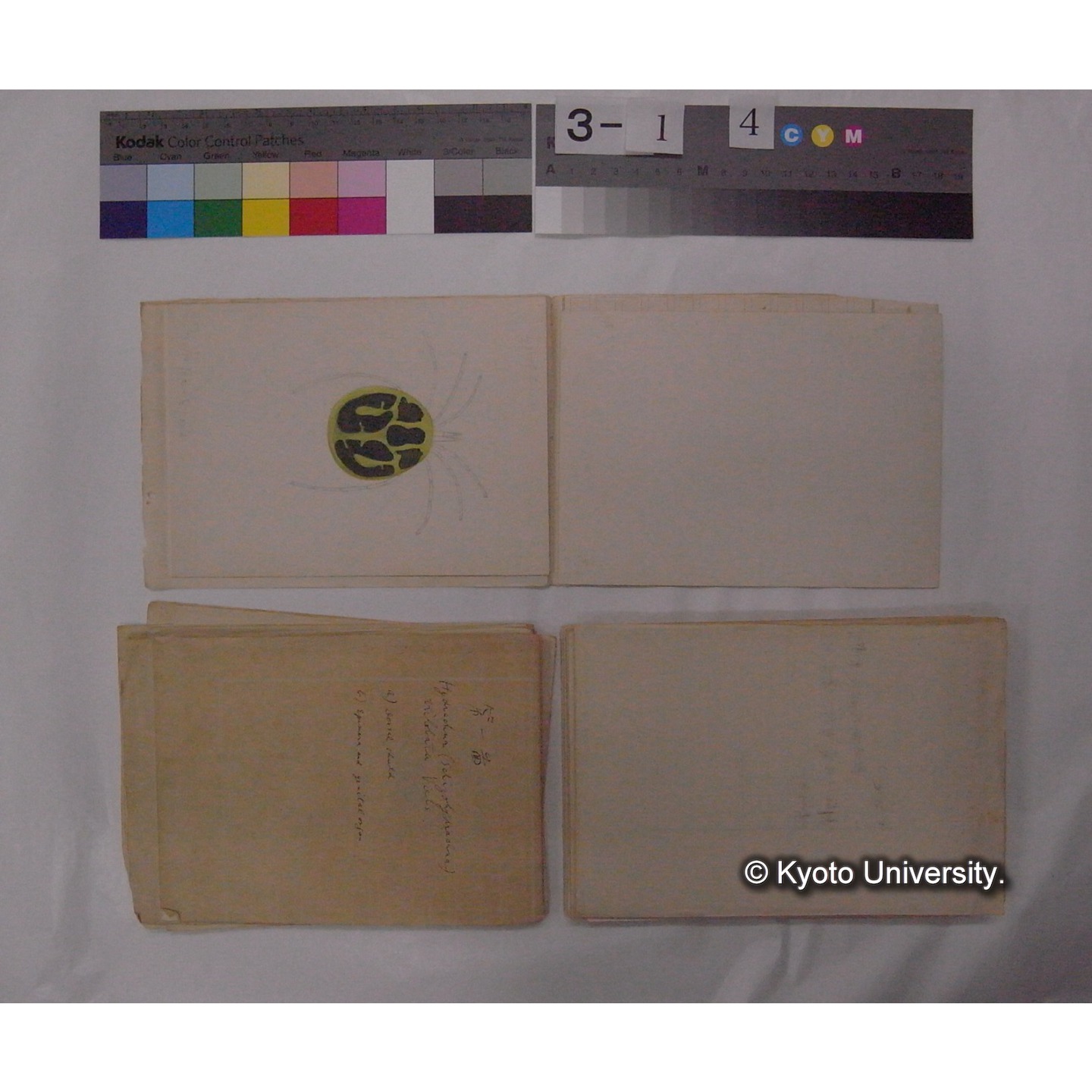 ミズダニ類標本スケッチ集 (70)