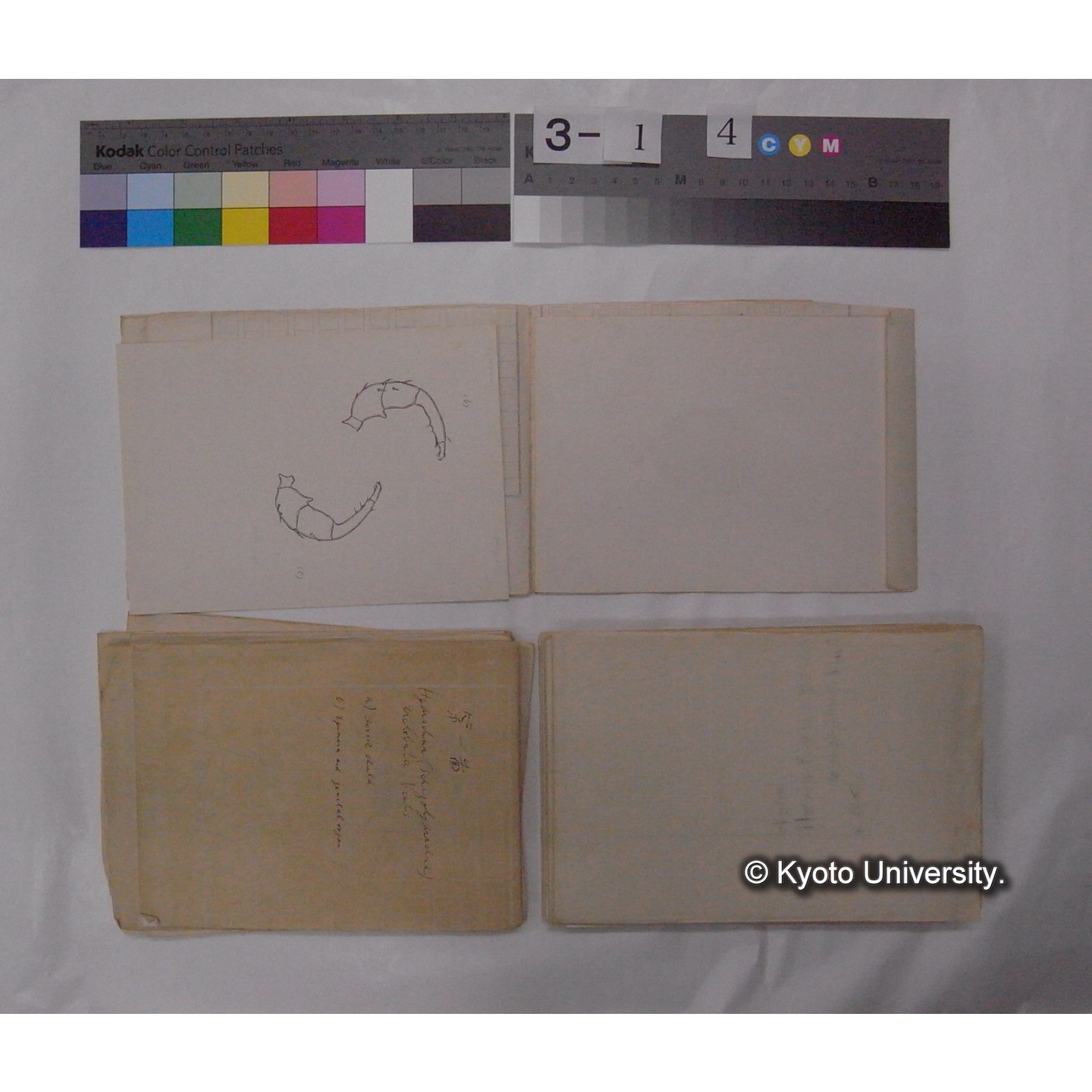 ミズダニ類標本スケッチ集 (71)