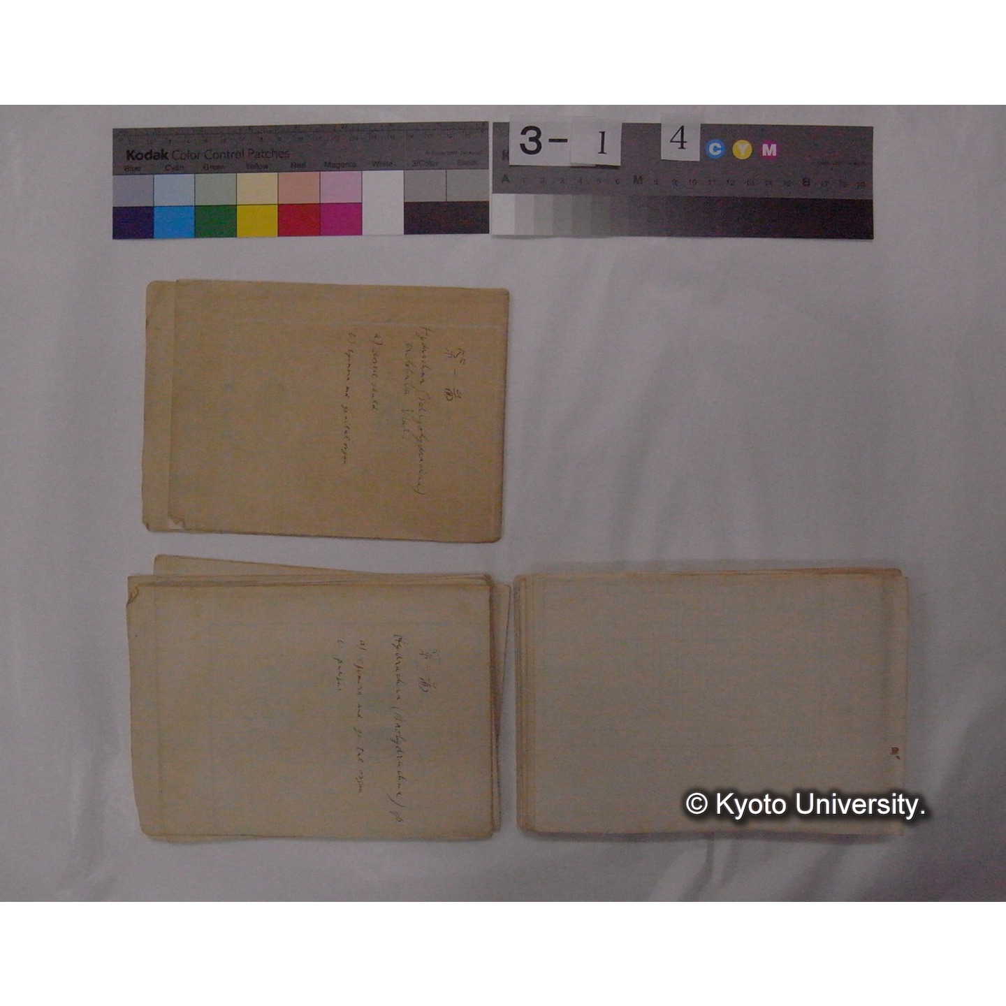 ミズダニ類標本スケッチ集 (73)