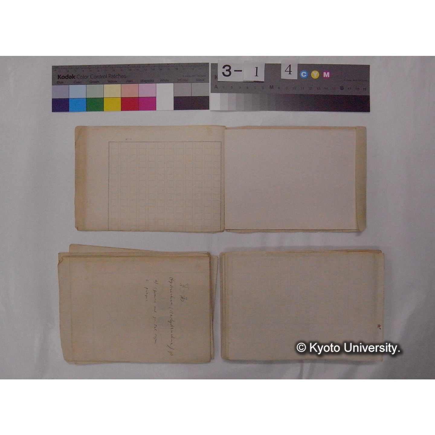 ミズダニ類標本スケッチ集 (75)