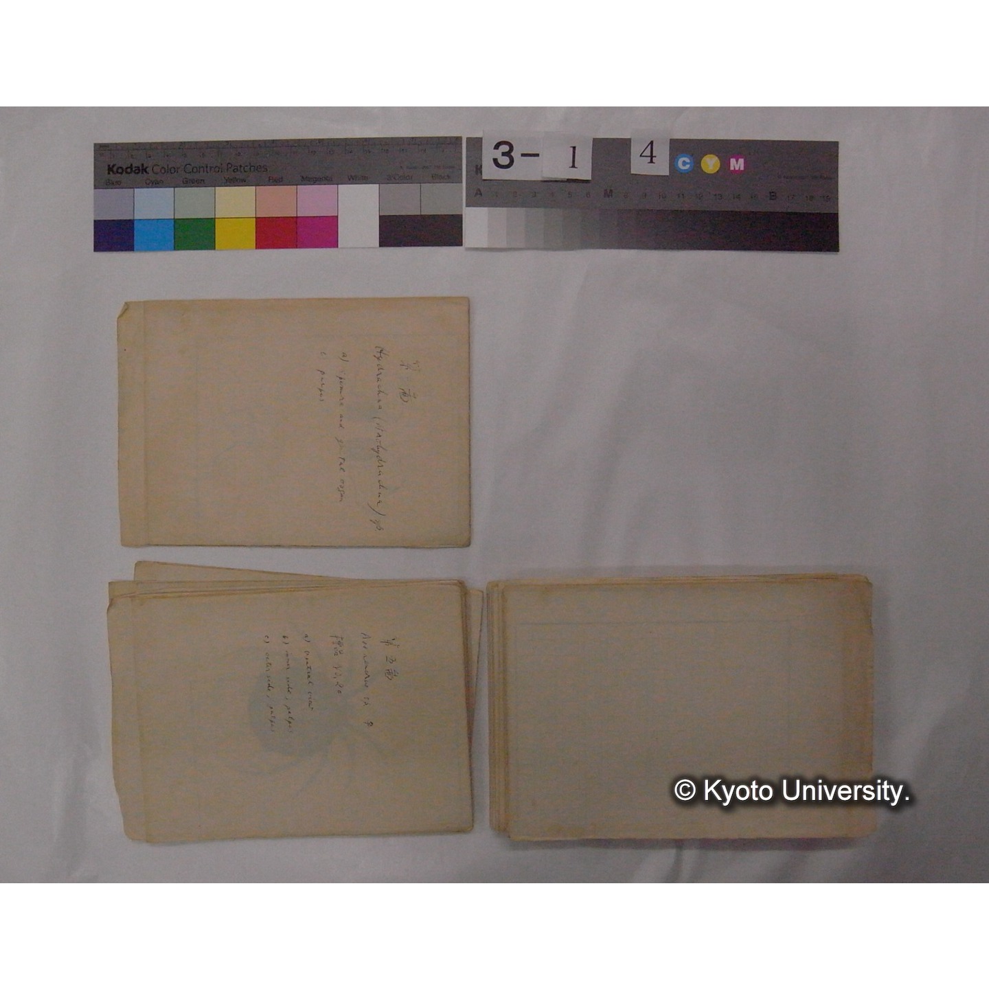 ミズダニ類標本スケッチ集 (76)