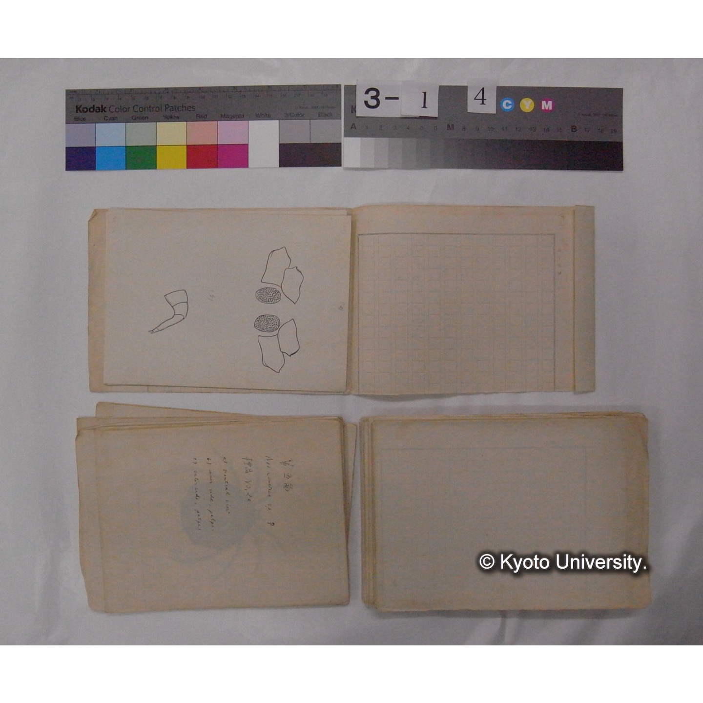 ミズダニ類標本スケッチ集 (77)