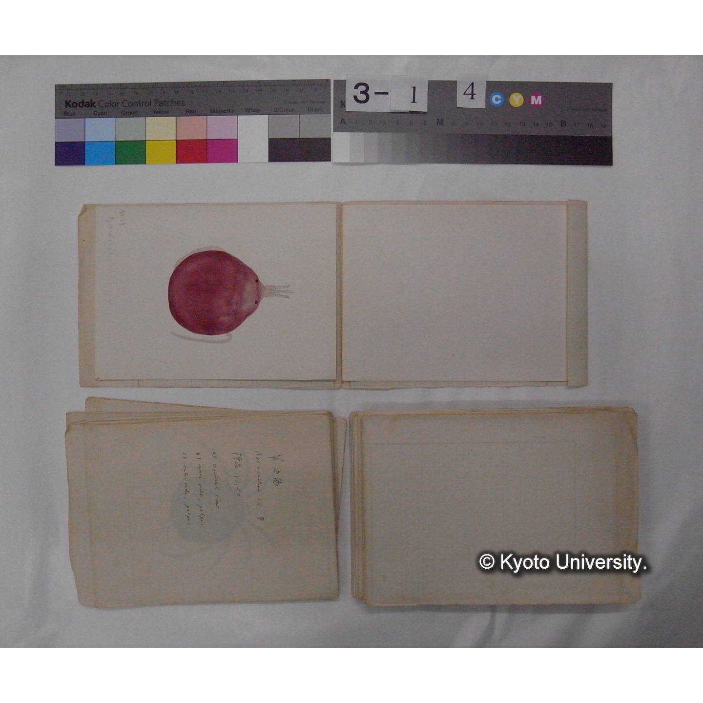 ミズダニ類標本スケッチ集 (78)