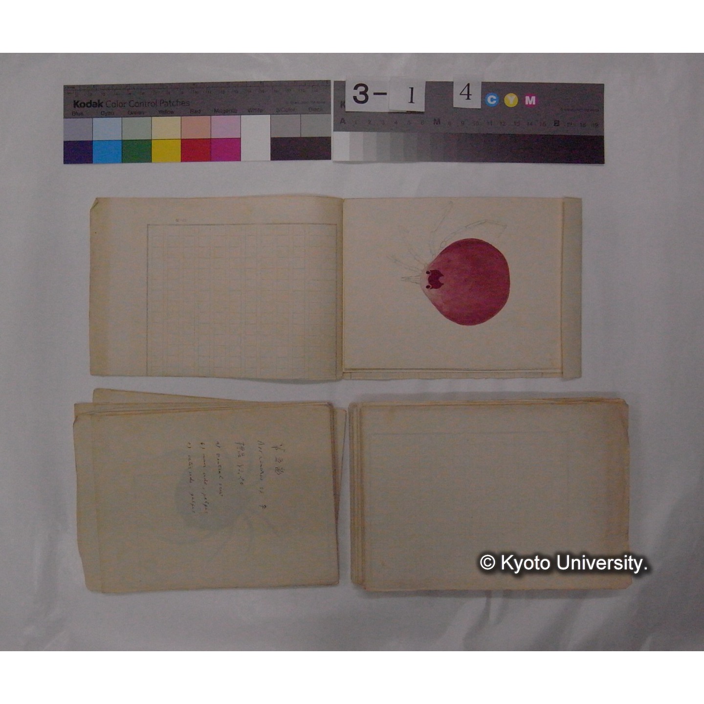 ミズダニ類標本スケッチ集 (80)